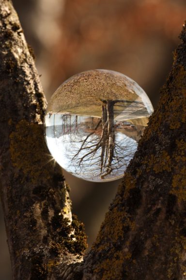 Glaskugel auf einem Baumstamm, reflektiert Landschaft und Äste.